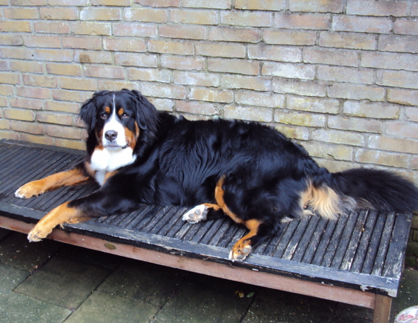 Berner Sennenhond