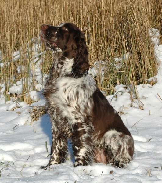 Kennel van de Dennenstaete