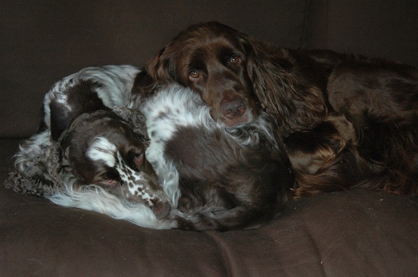 Kennel van de Dennenstaete