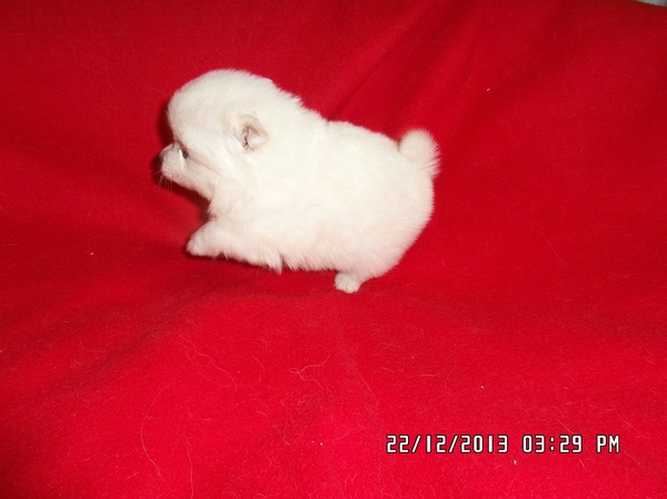 Kleine Keeshond, wit