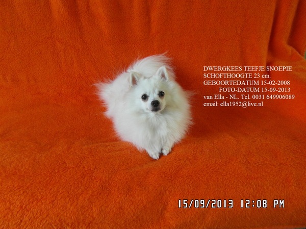 Kleine Keeshond, wit