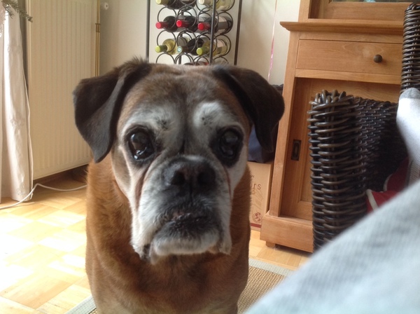 Boxer