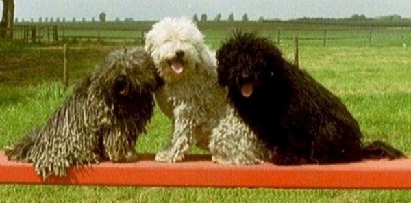 Puli, anders dan wit