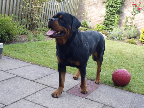 Rottweiler