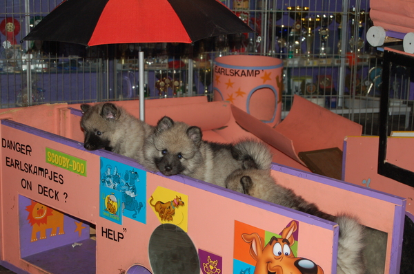 grijze keeshonden Van het Earlskamp