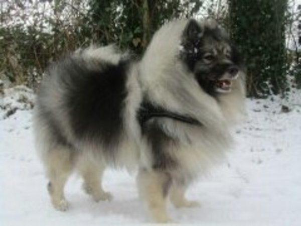 grijze keeshonden Van het Earlskamp