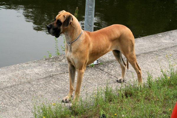 Duitse Dog, geel gestroomd