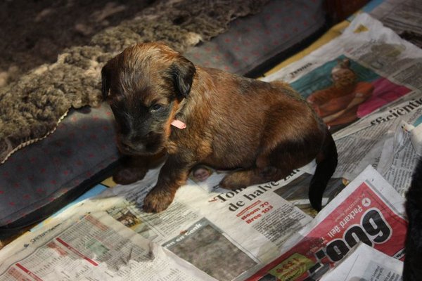 ons pupy meisje indira 