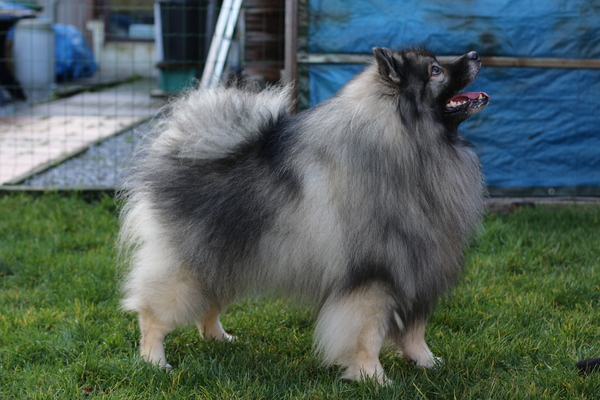 Keeshond, Grijze