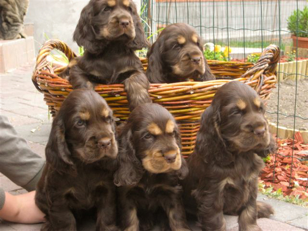 @ Csipirkei cockers @