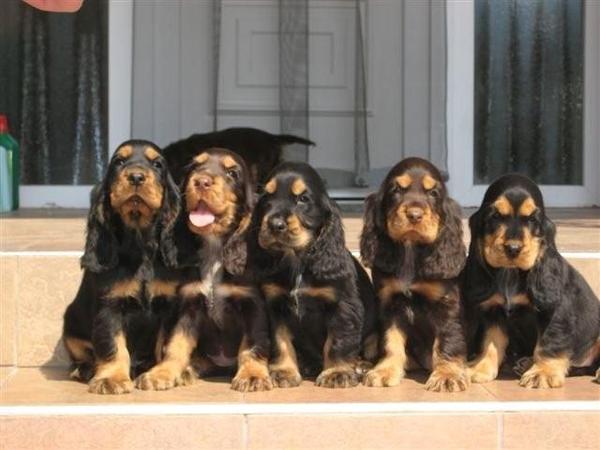 @ Csipirkei cockers @