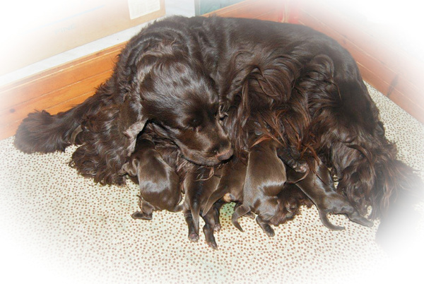 @ Csipirkei cockers @