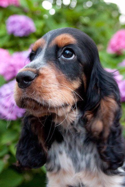 @ Csipirkei cockers @