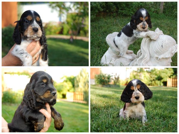 @ Csipirkei cockers @