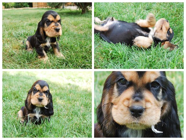 @ Csipirkei cockers @