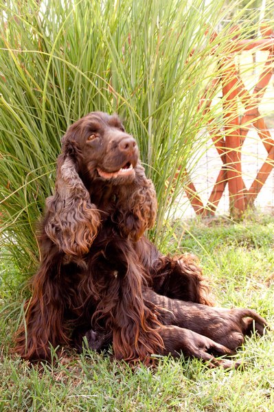 @ Csipirkei cockers @