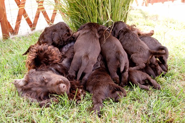 @ Csipirkei cockers @