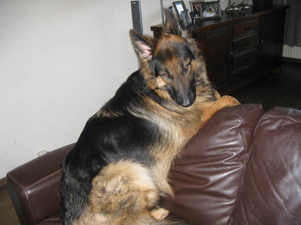 Duitse Herdershond Langstokhaar