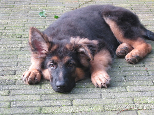 Duitse Herdershond Langstokhaar