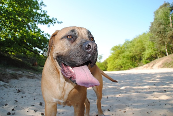 Boerboel