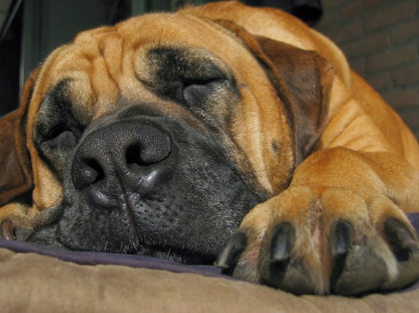 Boerboel