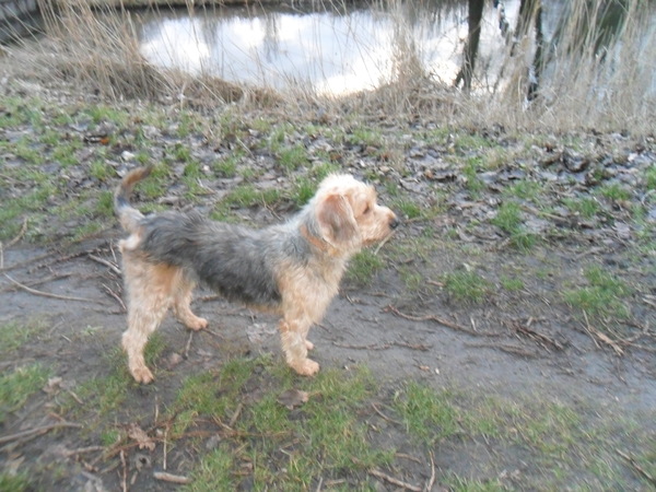 Bosanski Ostrodlaki Gonic Barak