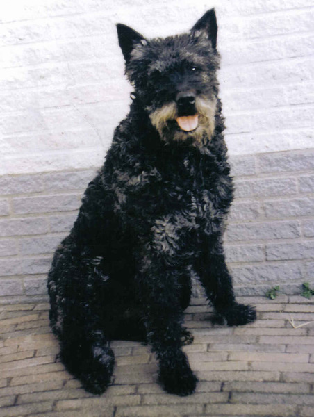 Hollandse Herdershond, ruwhaar