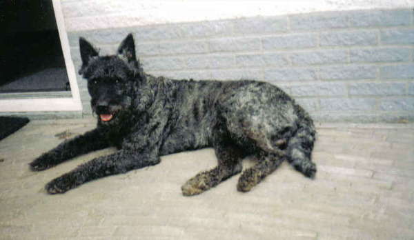 Hollandse Herdershond, ruwhaar