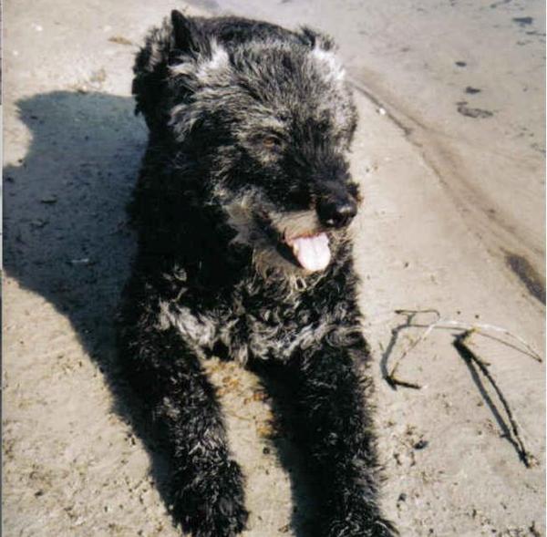 Hollandse Herdershond, ruwhaar