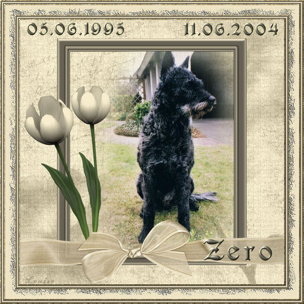 Hollandse Herdershond, ruwhaar