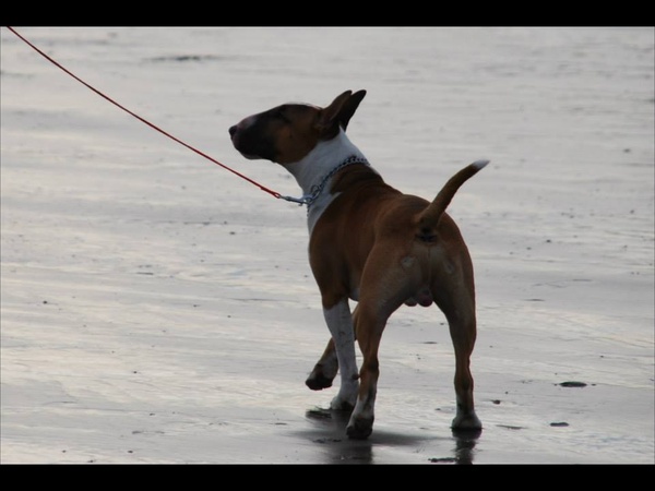 Bull Terrier, standaard