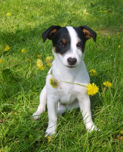 Cliff met bloemenketting