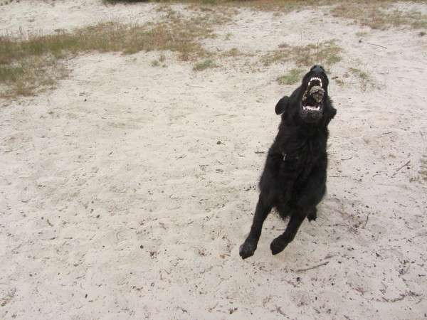 springen naar een denneappel