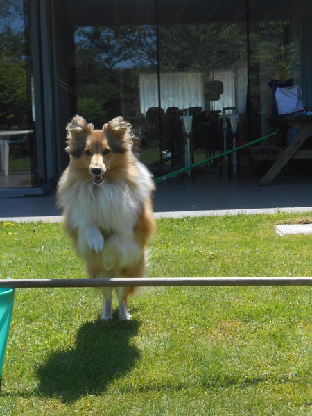 zeker dat ik een shetland sheepdog ben en geen shetland pony?? 