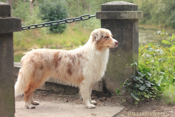 Australian Shepherd