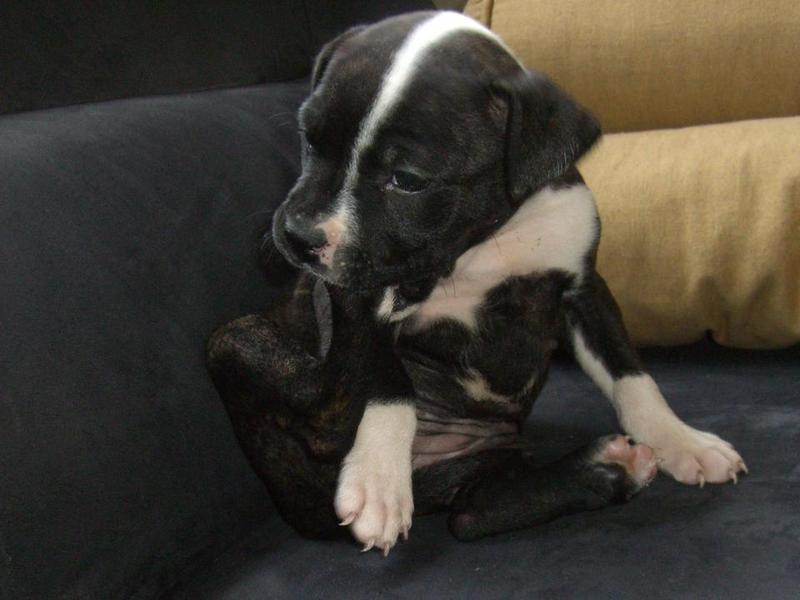 5 weken puppie-power!