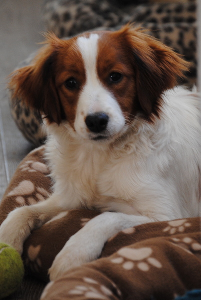 Kooikerhondje