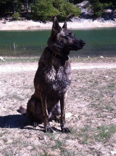 Hollandse Herdershond