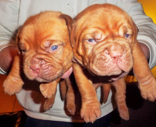 Geocze von Szendroi Anke