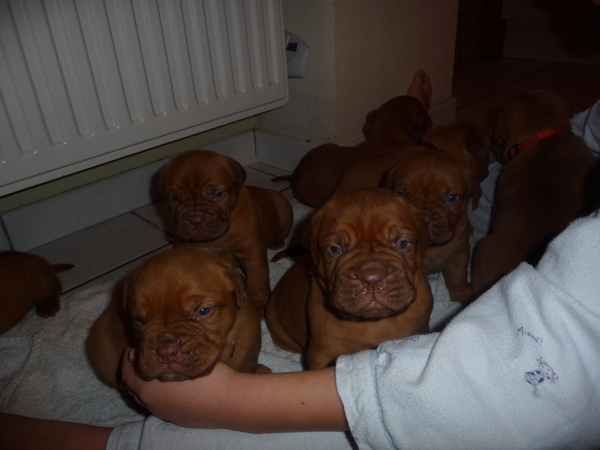 Geocze von Szendroi Anke