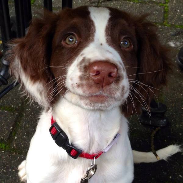 Engelse Springer Spaniel