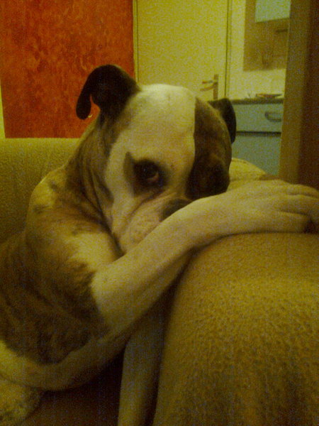 Amerikaanse Bulldog