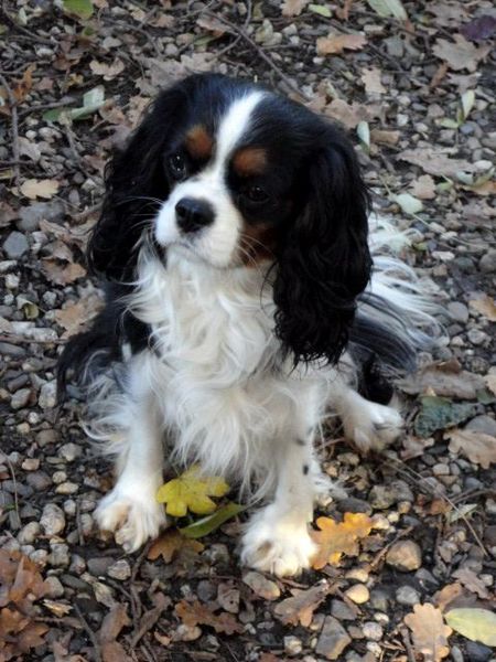 Nelly (particulier geen kennel)