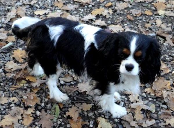 Nelly (particulier geen kennel)