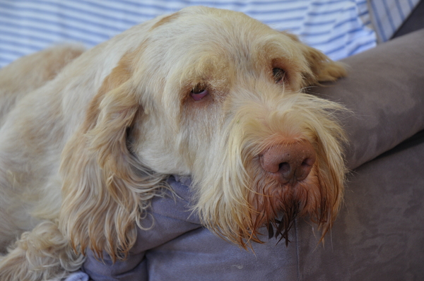 Spinone Italiano