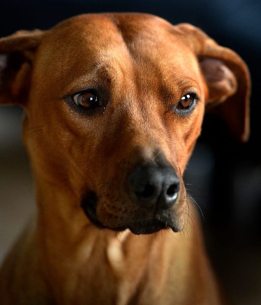 Rhodesian Ridgeback