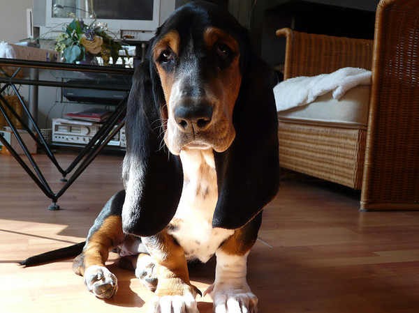Basset Hound