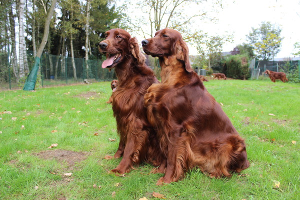 of the trav lin star