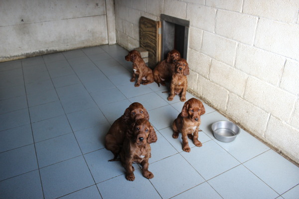 of the trav lin star