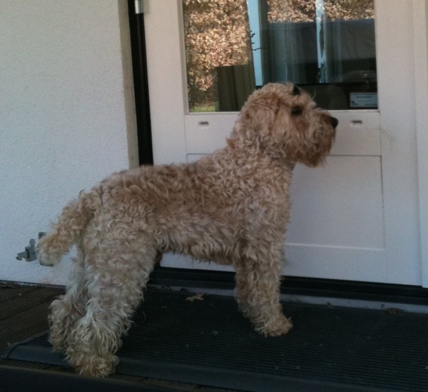 Irish Softcoated Wheaten Terriër
